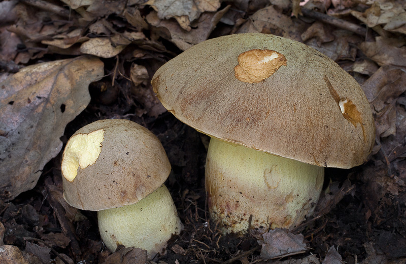 Hemileccinum impolitum